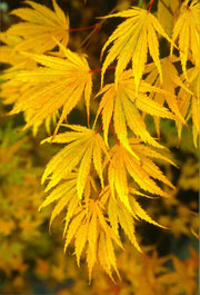 - Acer palmatum 'Miwa' Variegated Japanese Maple - Mr Maple │ Buy Japanese Maple Trees