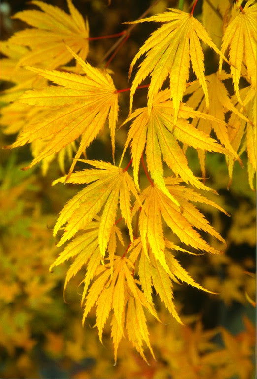 - Acer palmatum 'Miwa' Variegated Japanese Maple - Mr Maple │ Buy Japanese Maple Trees