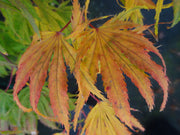 - Acer palmatum 'Miwa' Variegated Japanese Maple - Mr Maple │ Buy Japanese Maple Trees
