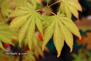 - Acer palmatum 'Miwa' Variegated Japanese Maple - Mr Maple │ Buy Japanese Maple Trees