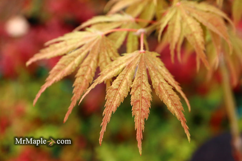 - Acer palmatum 'Miwa' Variegated Japanese Maple - Mr Maple │ Buy Japanese Maple Trees