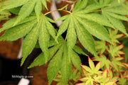 - Acer palmatum 'Miwa' Variegated Japanese Maple - Mr Maple │ Buy Japanese Maple Trees