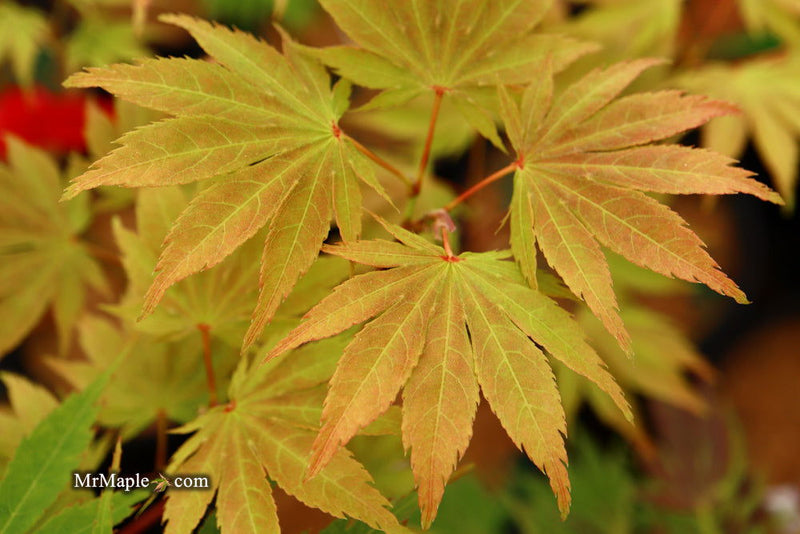- Acer palmatum 'Miwa' Variegated Japanese Maple - Mr Maple │ Buy Japanese Maple Trees