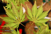 - Acer palmatum 'Miwa' Variegated Japanese Maple - Mr Maple │ Buy Japanese Maple Trees