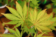 - Acer palmatum 'Miwa' Variegated Japanese Maple - Mr Maple │ Buy Japanese Maple Trees