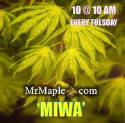 - Acer palmatum 'Miwa' Variegated Japanese Maple - Mr Maple │ Buy Japanese Maple Trees