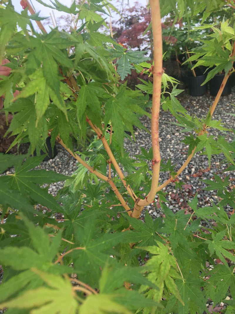 - Acer palmatum 'Miya' Yellow Bark Japanese Maple - Mr Maple │ Buy Japanese Maple Trees