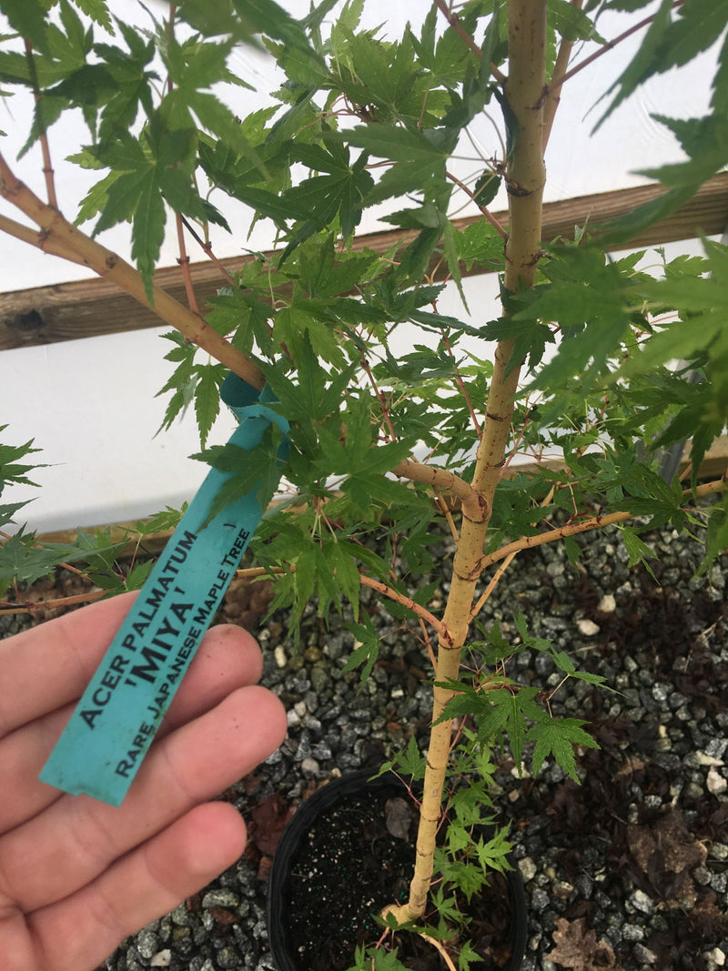 - Acer palmatum 'Miya' Yellow Bark Japanese Maple - Mr Maple │ Buy Japanese Maple Trees