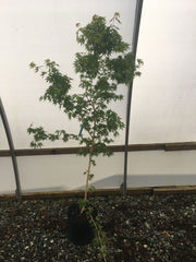 - Acer palmatum 'Miya' Yellow Bark Japanese Maple - Mr Maple │ Buy Japanese Maple Trees