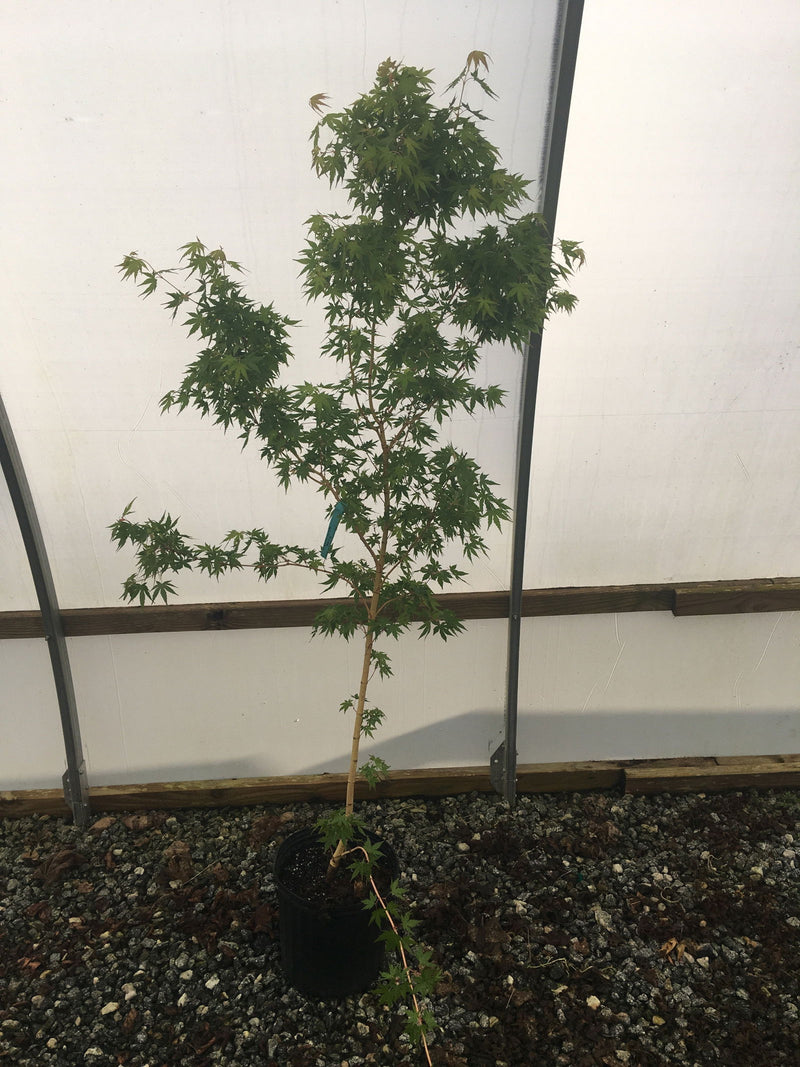 - Acer palmatum 'Miya' Yellow Bark Japanese Maple - Mr Maple │ Buy Japanese Maple Trees