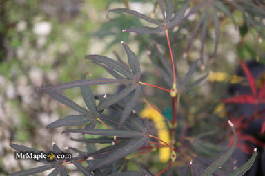 - Acer palmatum 'Miyama nishiki' Japanese Maple - Mr Maple │ Buy Japanese Maple Trees