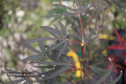 - Acer palmatum 'Miyama nishiki' Japanese Maple - Mr Maple │ Buy Japanese Maple Trees