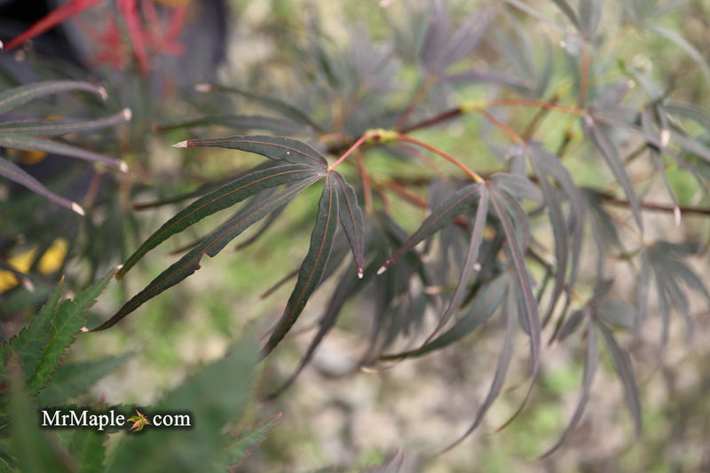 - Acer palmatum 'Miyama nishiki' Japanese Maple - Mr Maple │ Buy Japanese Maple Trees