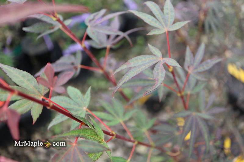 - Acer palmatum 'Miyama nishiki' Japanese Maple - Mr Maple │ Buy Japanese Maple Trees