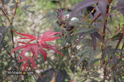 - Acer palmatum 'Miyama nishiki' Japanese Maple - Mr Maple │ Buy Japanese Maple Trees
