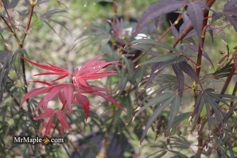 - Acer palmatum 'Miyama nishiki' Japanese Maple - Mr Maple │ Buy Japanese Maple Trees