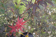 - Acer palmatum 'Miyama nishiki' Japanese Maple - Mr Maple │ Buy Japanese Maple Trees