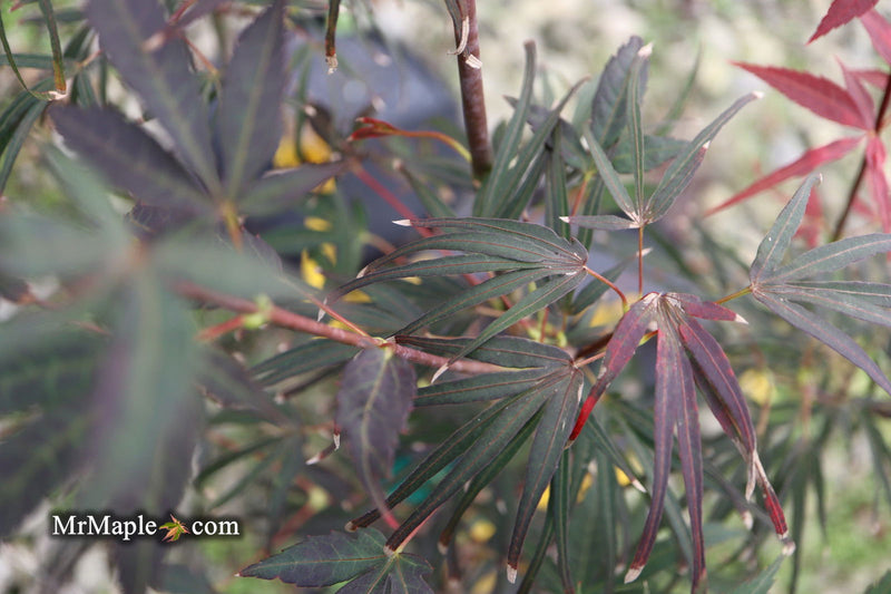 - Acer palmatum 'Miyama nishiki' Japanese Maple - Mr Maple │ Buy Japanese Maple Trees