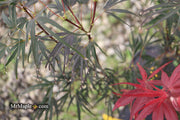 - Acer palmatum 'Miyama nishiki' Japanese Maple - Mr Maple │ Buy Japanese Maple Trees