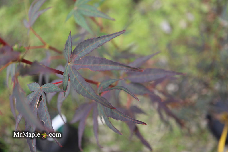 - Acer palmatum 'Miyama nishiki' Japanese Maple - Mr Maple │ Buy Japanese Maple Trees