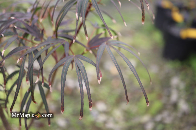 - Acer palmatum 'Miyama nishiki' Japanese Maple - Mr Maple │ Buy Japanese Maple Trees