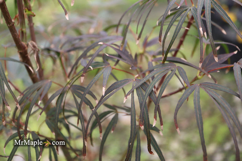 - Acer palmatum 'Miyama nishiki' Japanese Maple - Mr Maple │ Buy Japanese Maple Trees