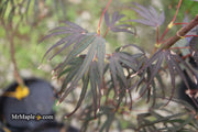 - Acer palmatum 'Miyama nishiki' Japanese Maple - Mr Maple │ Buy Japanese Maple Trees