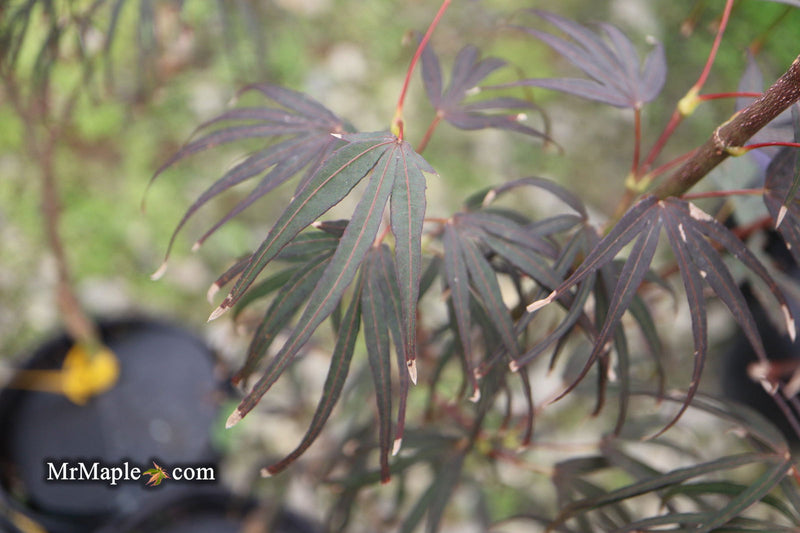 - Acer palmatum 'Miyama nishiki' Japanese Maple - Mr Maple │ Buy Japanese Maple Trees