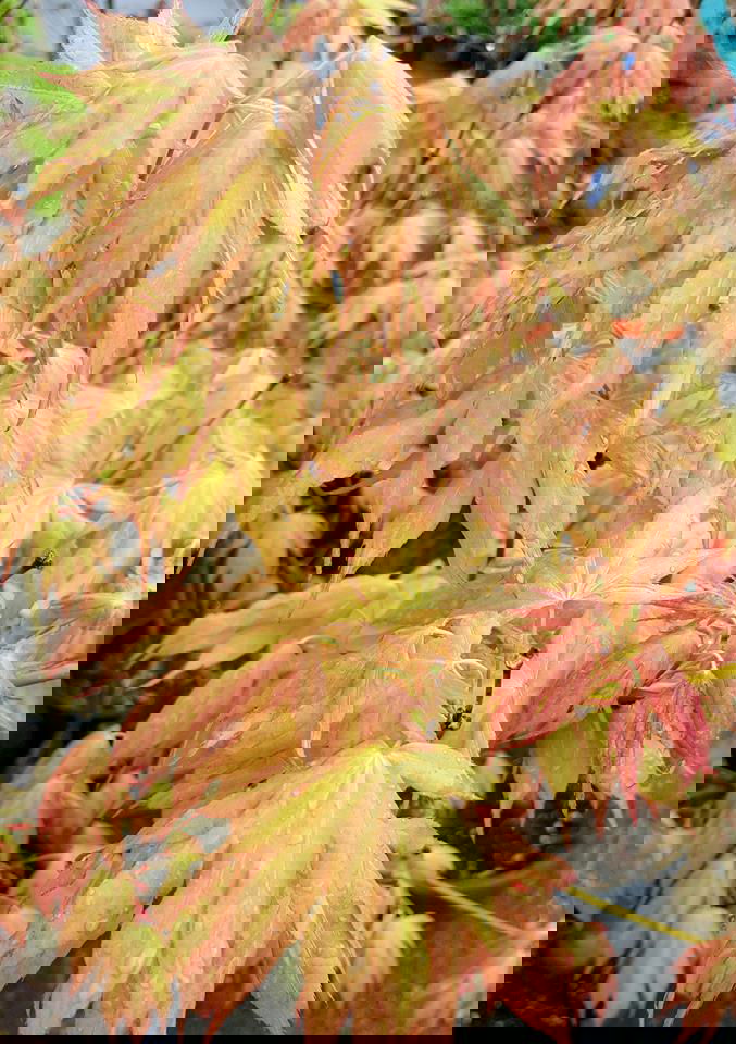 - Acer palmatum 'Mizu kigure' Japanese Maple - Mr Maple │ Buy Japanese Maple Trees