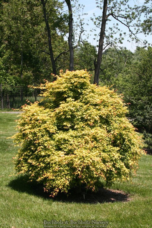 - Acer palmatum 'Mizuho beni' Japanese Maple - Mr Maple │ Buy Japanese Maple Trees