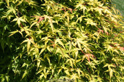 - Acer palmatum 'Mizuho beni' Japanese Maple - Mr Maple │ Buy Japanese Maple Trees
