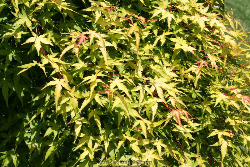 - Acer palmatum 'Mizuho beni' Japanese Maple - Mr Maple │ Buy Japanese Maple Trees