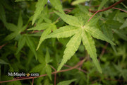 - Acer palmatum 'Mizuho beni' Japanese Maple - Mr Maple │ Buy Japanese Maple Trees