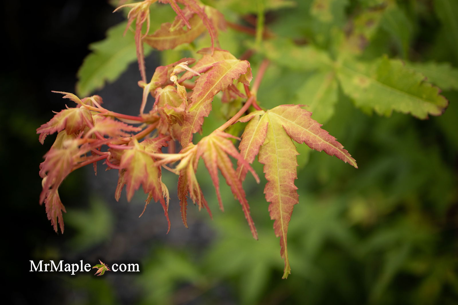 Buy Acer palmatum 'Aka shigitatsu sawa' Japanese Maple — Mr