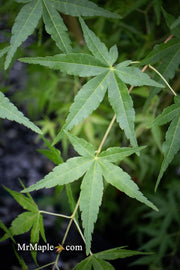 - Acer palmatum 'Mizuho beni' Japanese Maple - Mr Maple │ Buy Japanese Maple Trees