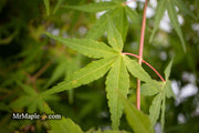 - Acer palmatum 'Mizuho beni' Japanese Maple - Mr Maple │ Buy Japanese Maple Trees