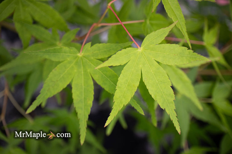 - Acer palmatum 'Mizuho beni' Japanese Maple - Mr Maple │ Buy Japanese Maple Trees