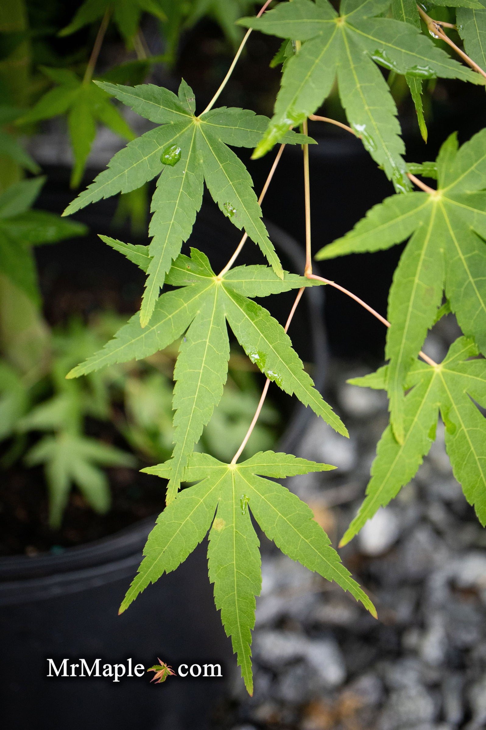 Buy Acer palmatum 'Aka shigitatsu sawa' Japanese Maple — Mr Maple │ Buy ...
