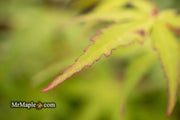 - Acer palmatum 'Mizuho beni' Japanese Maple - Mr Maple │ Buy Japanese Maple Trees