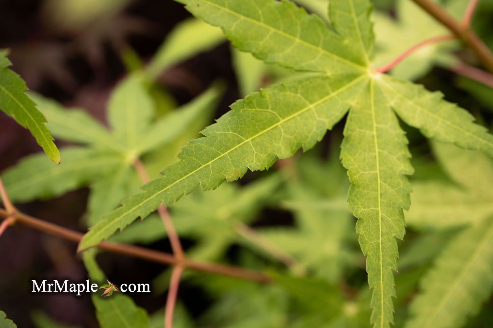 Buy Acer palmatum 'Aka shigitatsu sawa' Japanese Maple — Mr