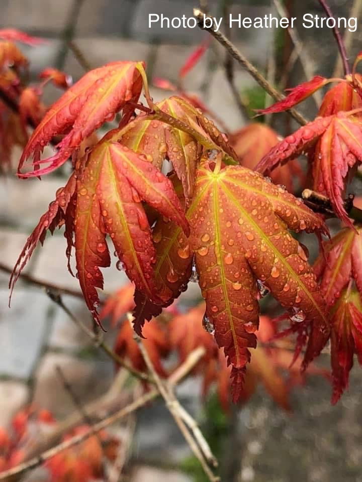 - Acer palmatum 'Momoiro koyosan' Japanese Maple - Mr Maple │ Buy Japanese Maple Trees