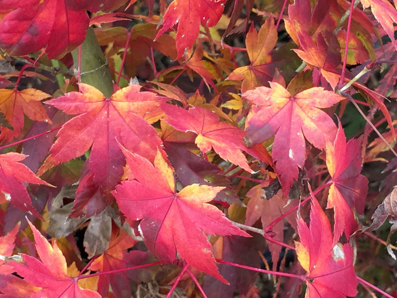 - Acer palmatum 'Momoiro koyosan' Japanese Maple - Mr Maple │ Buy Japanese Maple Trees