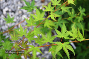 - Acer palmatum 'Momoiro koyosan' Japanese Maple - Mr Maple │ Buy Japanese Maple Trees