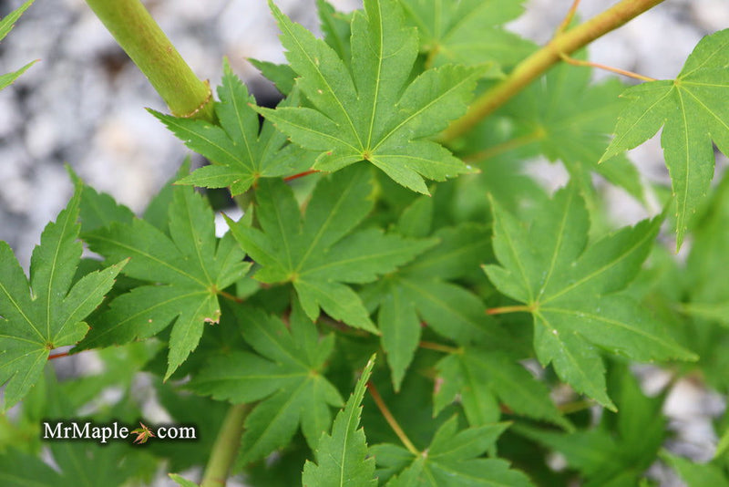 - Acer palmatum 'Momoiro koyosan' Japanese Maple - Mr Maple │ Buy Japanese Maple Trees