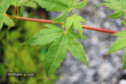 - Acer palmatum 'Momoiro koyosan' Japanese Maple - Mr Maple │ Buy Japanese Maple Trees