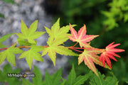 - Acer palmatum 'Momoiro koyosan' Japanese Maple - Mr Maple │ Buy Japanese Maple Trees