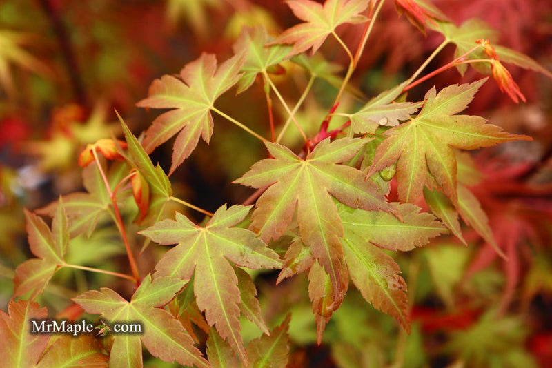 - Acer palmatum 'Momoiro koyosan' Japanese Maple - Mr Maple │ Buy Japanese Maple Trees