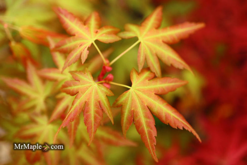 - Acer palmatum 'Momoiro koyosan' Japanese Maple - Mr Maple │ Buy Japanese Maple Trees