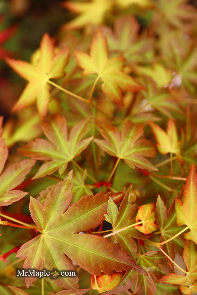 - Acer palmatum 'Momoiro koyosan' Japanese Maple - Mr Maple │ Buy Japanese Maple Trees