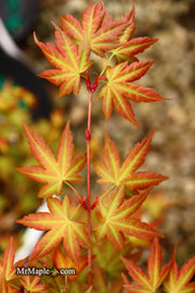 - Acer palmatum 'Momoiro koyosan' Japanese Maple - Mr Maple │ Buy Japanese Maple Trees